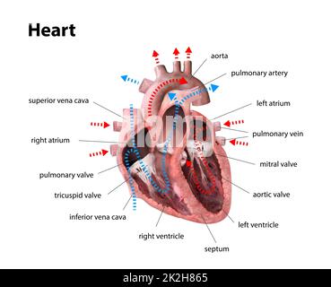 Die Anatomie des menschlichen Herzens. Schulungsdiagramm, das den Blutfluss mit markierten Hauptteilen zeigt. Abbildung 3D: Rendern Stockfoto