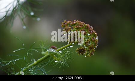 Nahaufnahme des Riesen Fenchel Ferula communis in Israel Stockfoto