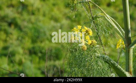 Gelbe Wildblume Riesenfenchel, Ferula communis, Apiaceae, die in Israel wächst Stockfoto