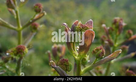 Nahaufnahme des Riesen Fenchel Ferula communis in Israel Stockfoto