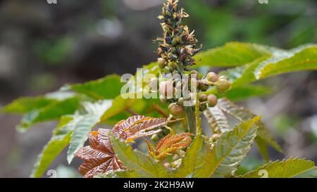 Rizinusöl (Ricinus communis). Blätter und Blüten (männliche Blüten oben) Stockfoto