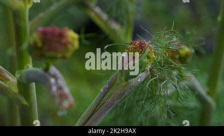 Nahaufnahme des Riesen Fenchel Ferula communis in Israel Stockfoto