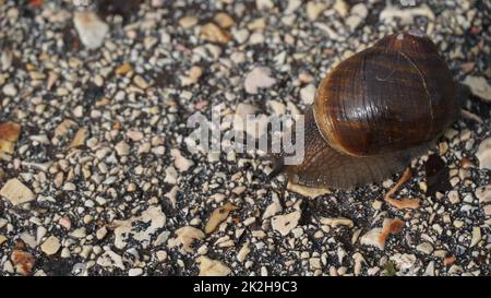 Einzelne Schnecke bewegen sich langsam auf rauer, nasser Steinstruktur entlang Stockfoto