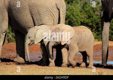 Afrikanische Baby-Elefanten - Addo-Elefanten-Nationalpark Stockfoto