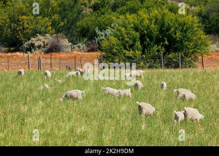 Angora-Ziegen, die auf der Weide weiden Stockfoto