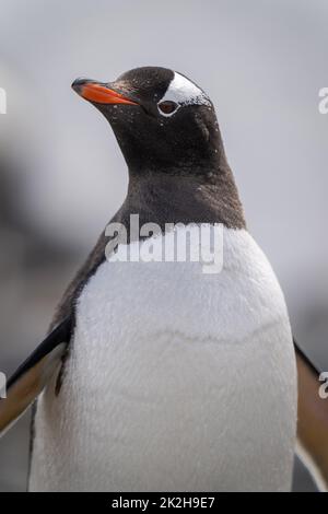 Nahaufnahme eines sonnenbeschienenen, sich drehenden Gentoo-Pinguins Stockfoto