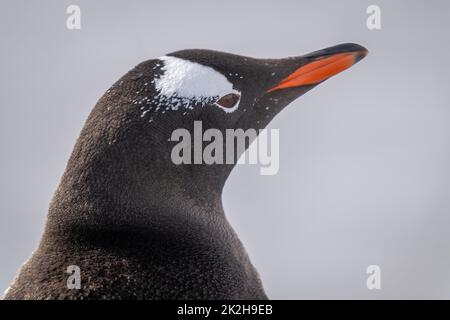 Nahaufnahme eines Gentoo-Pinguins mit angehobenem Schnabel Stockfoto