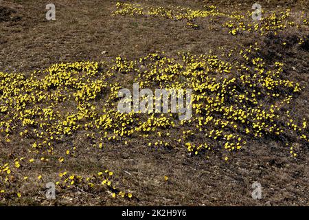 Coltsfoot, Tussilago Farfara Stockfoto