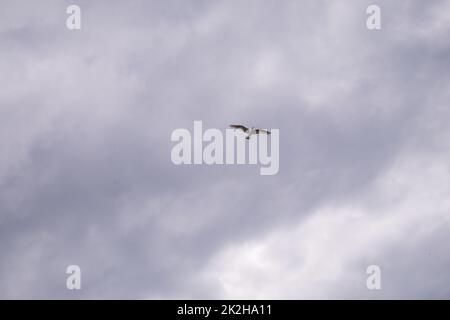 Tagsüber fliegt die Möwe am bewölkten Himmel Stockfoto