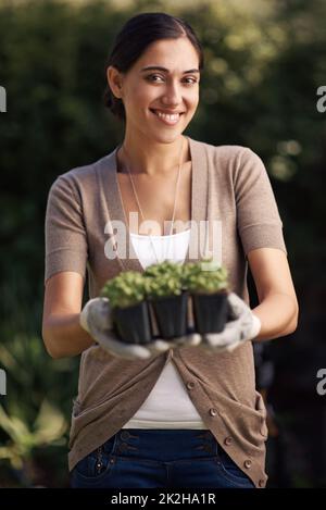 Lasst uns Pflanzen. Eine schöne junge Frau, die einen Punnet von kleinen Pflanzen hält. Stockfoto