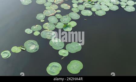 Lotusblätter im See, Sukh Mahal, Bundi, Rajasthan, Indien. Stockfoto