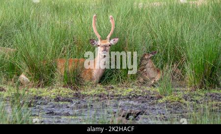 Niedliche gefleckte Damhirsche im Park Stockfoto