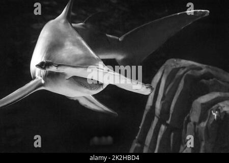 In den HAIEN schwimmend gibt es einen großartigen Hammerhead-Hai (Sphyrna mokarran)! Predators of the Deep'-Ausstellung im Georgia Aquarium in Atlanta, Georgia. (USA) Stockfoto