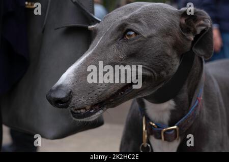 Nahaufnahme des Kopfes eines Greyhounds. Das Tier geht an der Leine neben dem Besitzer und schaut nach vorne. Konzentrieren Sie sich auf die Augenpartie Stockfoto