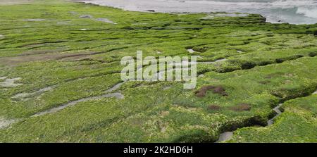 Der Laomei Green Stone Trough befindet sich im Shimen District an der Nordküste, jedes Jahr im April und Mai. Da der Nordostmonsun langsam schwächer wird, ist der lokale Steintrog unter wissenschaftlicher Bezeichnung: Gezeitengraben und Seerosionsgraben sind mit einem großen grünen Seegras bedeckt Stockfoto