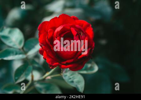 Rote Rose auf pastellfarbenem, tiefgrünem Laubhintergrund. Top-Down-Schuss. Naturhintergründe. Ich liebe das thema Valentinstag-Urlaub. Stockfoto