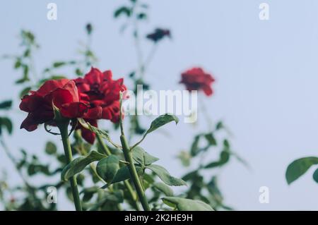 Schöne rote Rosenblüte auf grünem Zweig im Garten. Blühende frische rote Rosenblüte im Sommer Sonnenuntergang Sonnenlicht vor blauem Himmel Hintergrund. Stockfoto