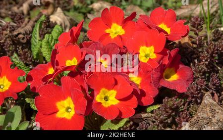 Nahaufnahme einer roten Primrose mit einer kleinen Spinne drauf. Stockfoto