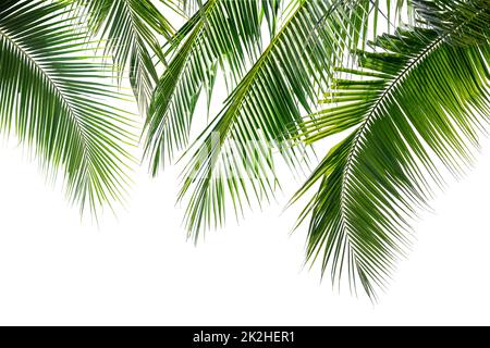 Kokospalmenblätter auf weißem Hintergrund. Stockfoto