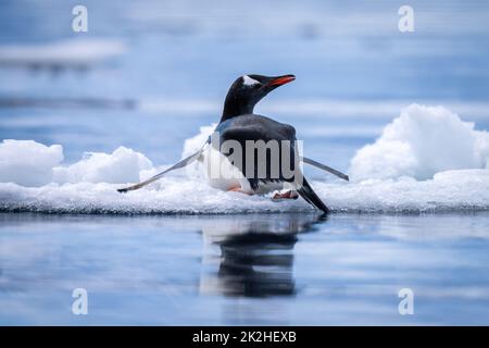 Gentoo Pinguin liegt auf Eis und blickt zurück Stockfoto