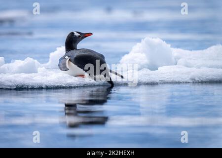 Gentoo Pinguin liegt auf Eis Drehkopf Stockfoto