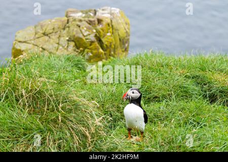 Atlantischer Papageientaucher aus dem Borgarfjordur Fjord, Ostisland Stockfoto