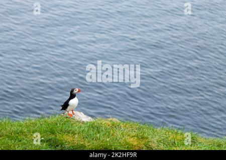 Atlantischer Papageientaucher aus dem Borgarfjordur Fjord, Ostisland Stockfoto