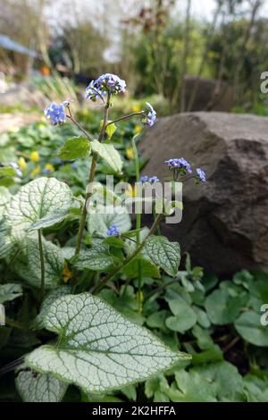 Kaukasusvergissmeinnicht (Brunnera macrophylla) ZÃ¼chtung Sea Heart Stockfoto