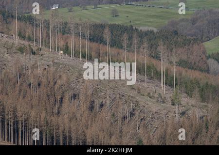 Fauler Wald im rothaargebirge Stockfoto