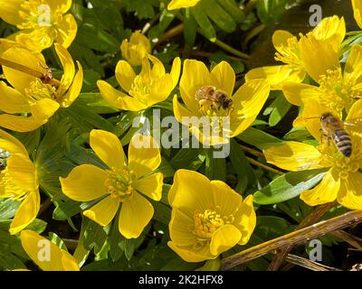 Winterling, Erandies, Hyemalis Stockfoto