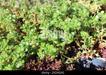 Saxophonpflanzen im Garten Stockfoto