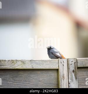 Weibliche Rottanz auf einem Barsch singen Stockfoto