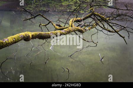 Alter moosiger Ast an einem Seeufer, der über dem Wasser hängt Stockfoto