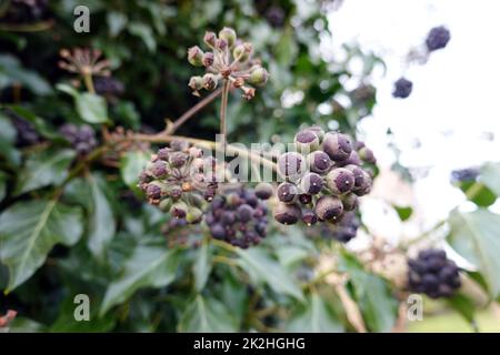 reife FrÃ¼chte an einem Efeu (Hedera Helix) Stockfoto