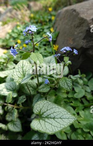 Kaukasusvergissmeinnicht (Brunnera macrophylla) ZÃ¼chtung Sea Heart Stockfoto