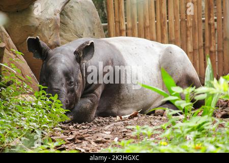 Malaiischer Tapir schläft auf dem Boden als großes Säugetier eines einzigen Hufes Stockfoto