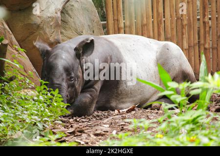 Malaiischer Tapir schläft auf dem Boden als großes Säugetier eines einzigen Hufes Stockfoto