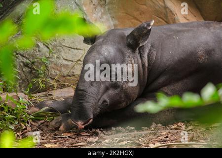 Malaiischer Tapir schläft auf dem Boden als großes Säugetier eines einzigen Hufes Stockfoto