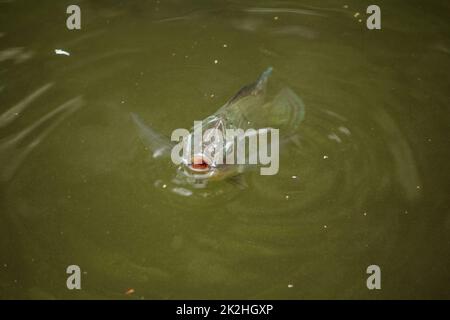 Barbonymus gonionotus ist an der Wasseroberfläche, um die Luft zu atmen Stockfoto