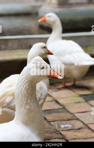 Weiße Gans genießen für Spaziergänge im Garten. Hausgans. Goose Farm. Home Gans. Stockfoto