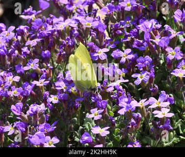 Zitronen-Schmetterling, Gonepteryx, Rhamni Stockfoto