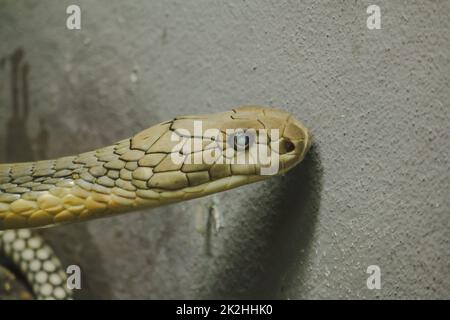 Der Kopf von König Cobra ist eine gefährliche giftige Schlange. Die Schlangenhaube ist durch Kopf und Hals verteilt. Stockfoto