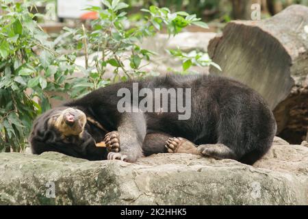 Malaiischer Sonnenbär, der auf einem Felsen schläft Stockfoto