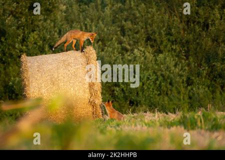 Ein Fuchs auf einem Heuballen und einer auf dem Boden Stockfoto