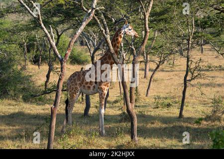 Baringo Giraffe, Giraffa camelopardalis Stockfoto