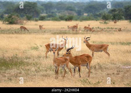 Uganda Kob, Kobus thomasi Stockfoto