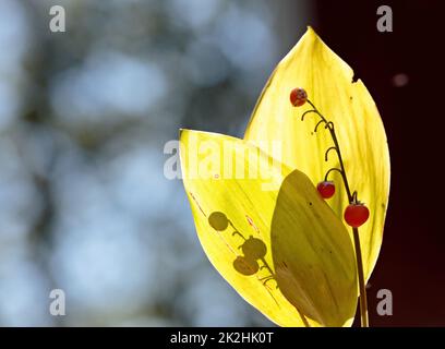 Rote Beeren und gelbe Blätter im herbstlichen Licht Stockfoto