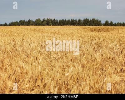 Golden wheat field lit by soft afternoon sun, small forest in background. Stockfoto