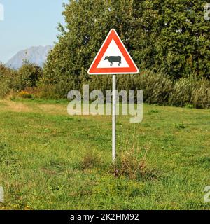 Rotes Dreieck Warnung Kühe überqueren, auf der grünen Wiese, Baum im Hintergrund. Stockfoto