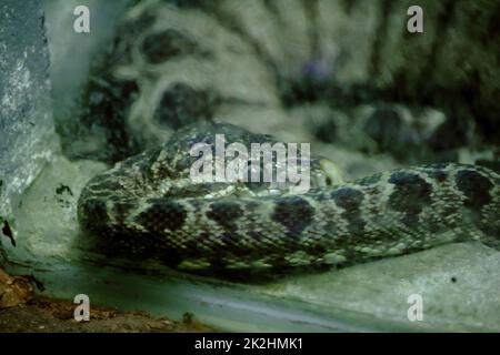 Amazonlan Tree Boa Snake ist eine nicht giftige Schlange, die in Südamerika gefunden wird. Stockfoto